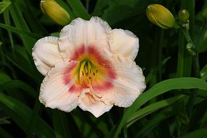 2025-07119518 Tower Hill Botanic Garden, MA